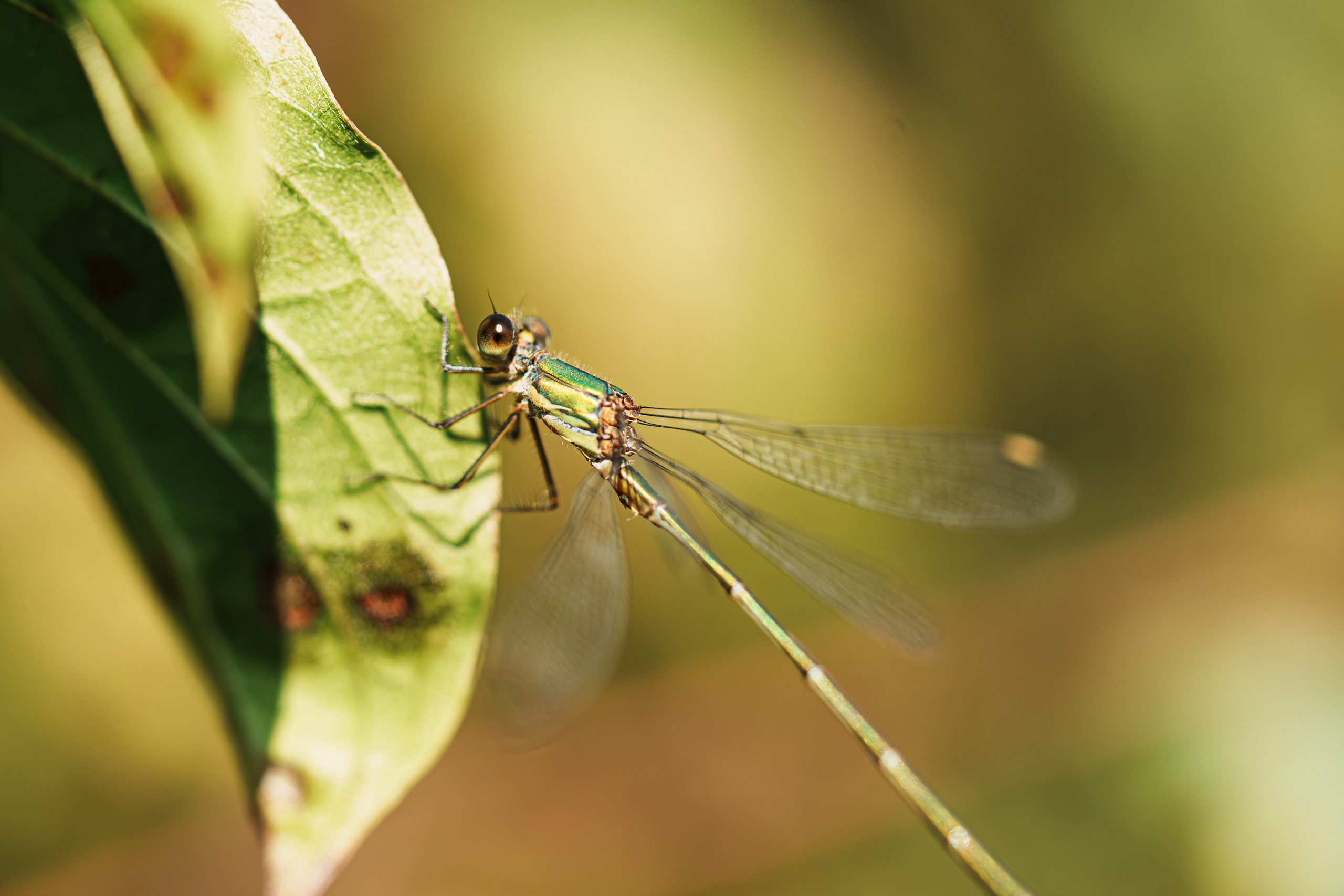 chalcolestes viridis