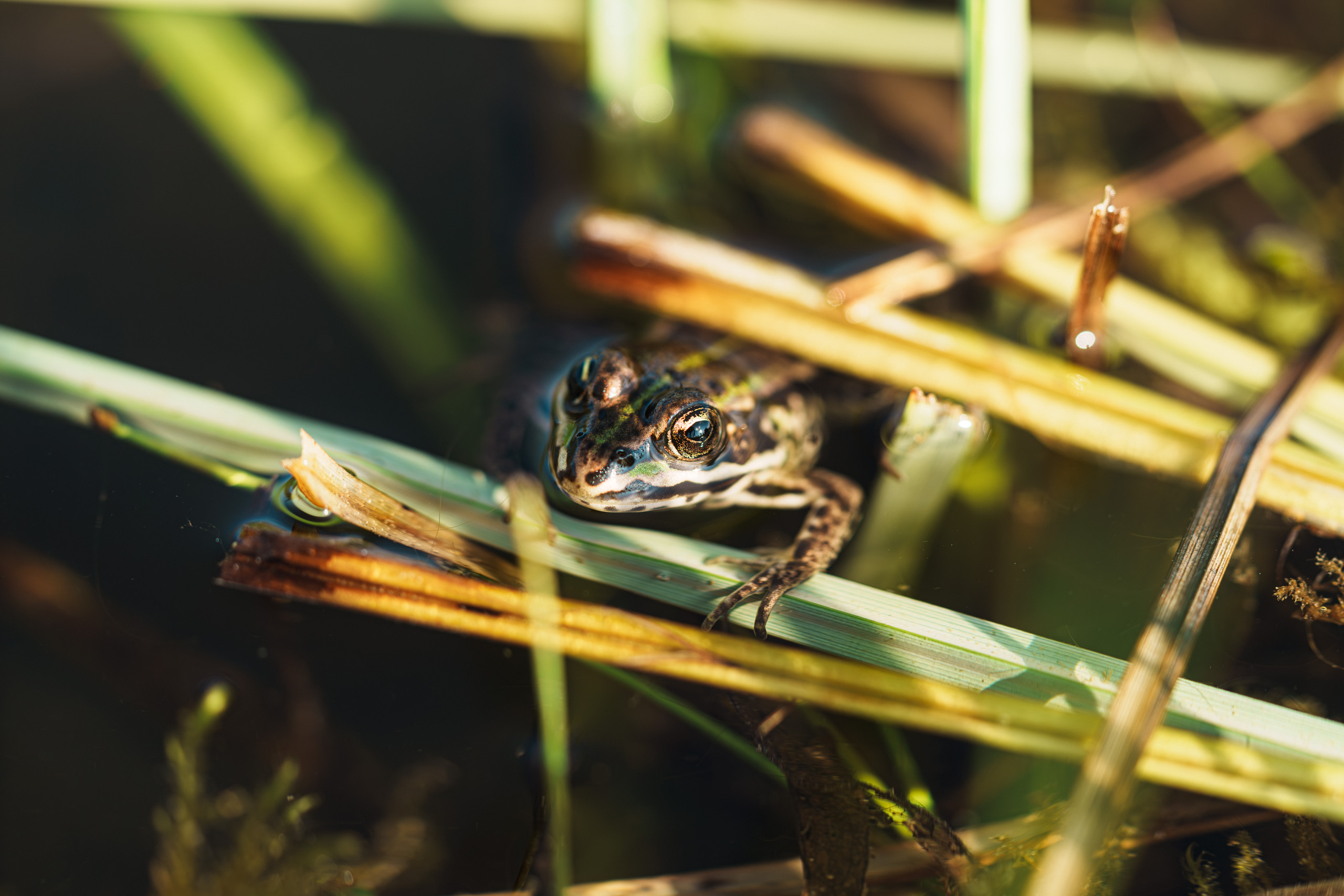 Wasserfrosch