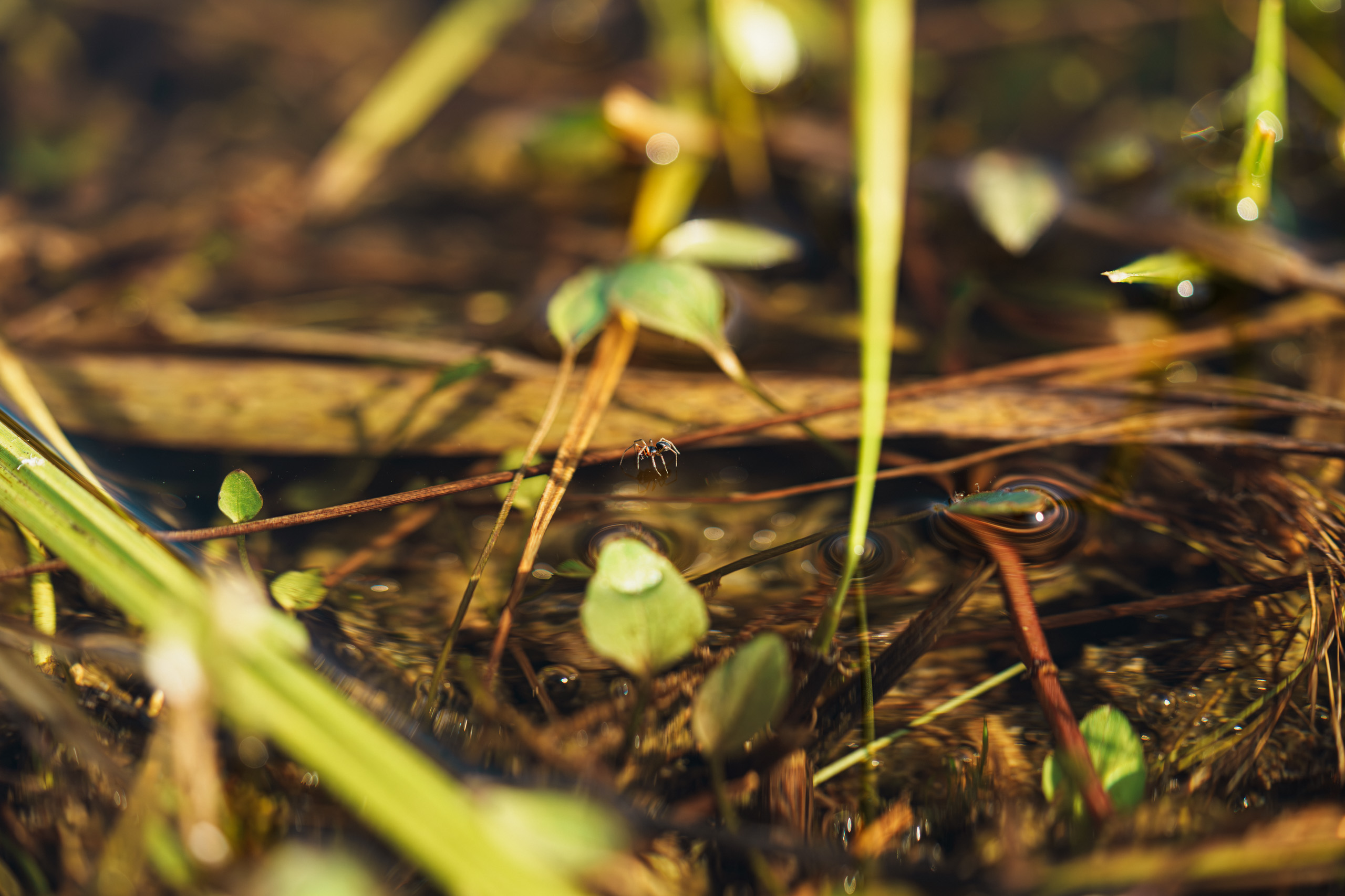 Spinne läuft über das Wasser