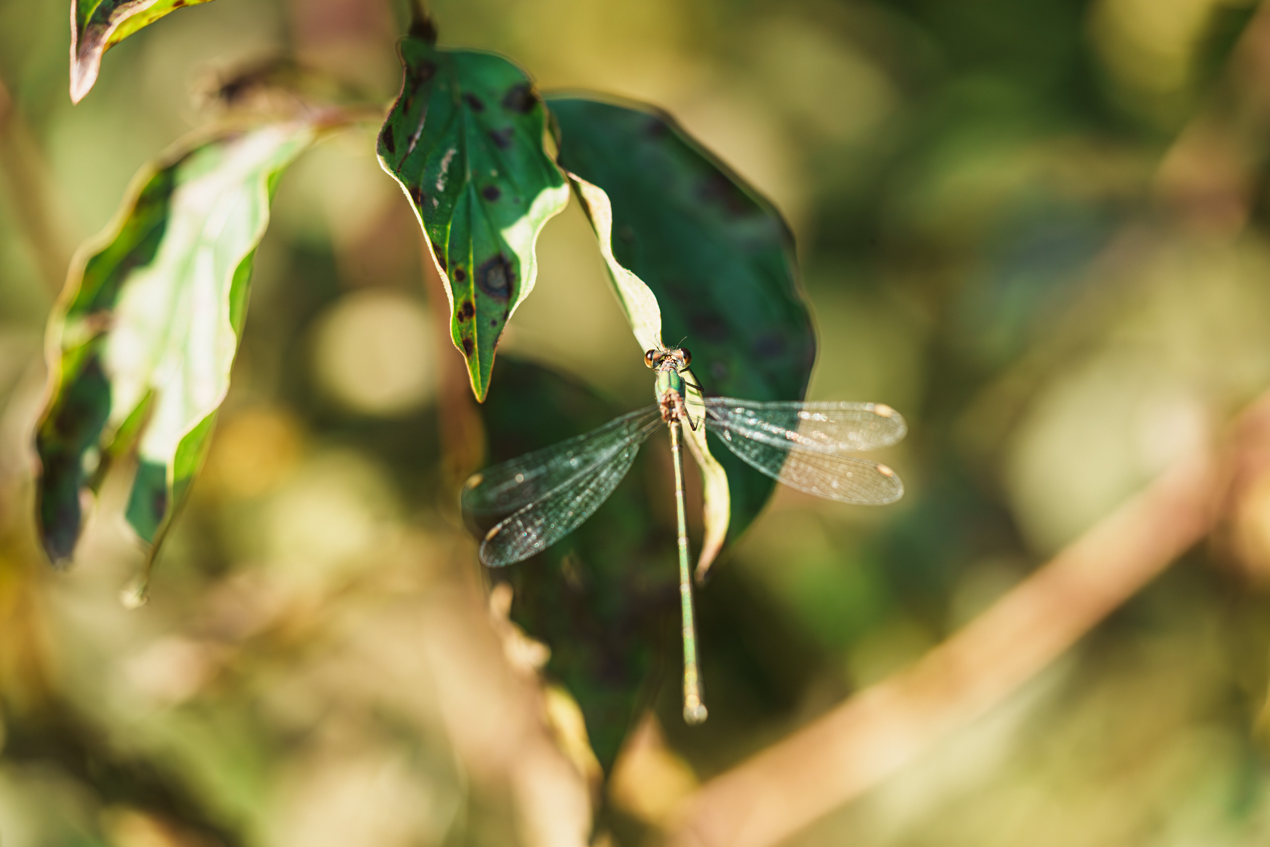 chalcolestes viridis